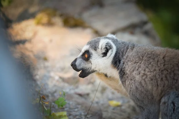 Lemur Kata Mange Des Fruits Fouet Trouvé Sur Sol — Photo