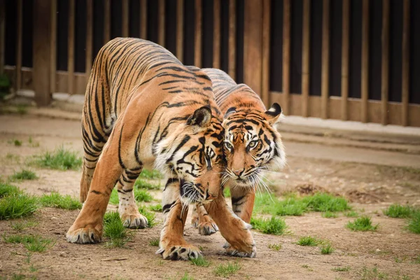 Asiatiska Tigrar Väg Zoo Livsmiljö Han Väntar Djurskötare — Stockfoto