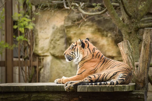 Asian tiger is laying in zoo habitat. He is waiting for animal caretaker.