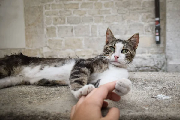 猫はクロアチアの街に横たわっています 観光客はそれをペットにできます 野良猫 — ストック写真