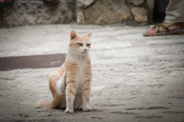 猫正坐在克罗提亚的城市里 游客可以爱抚它 一只流浪猫 — 图库照片