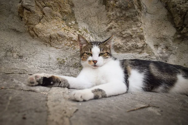 猫躺在城市里的克罗提亚 游客可以爱抚它 一只流浪猫 — 图库照片