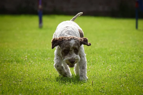 Köpek antrenman yapıyor. Dışarıda, çimlerin üzerinde oynuyorlar. O çok çılgın bir köpek..