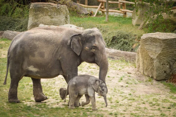 Indyjskie Słonie Środowisku Zoo Słoniątko Matką Obrazek Stockowy