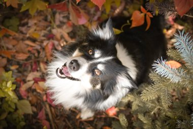 Yapraklı çoban köpeğinin sonbahar portresi. Yaprakların arasında çok tatlı. Çok güzel bir yüzü var..