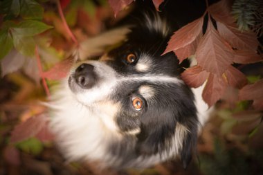 Yapraklı çoban köpeğinin sonbahar portresi. Yaprakların arasında çok tatlı. Çok güzel bir yüzü var..