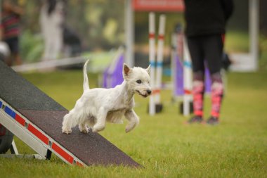 Köpek çeviklik testere ile koşuyor. Çeviklik konusunda inanılmaz bir köpek..