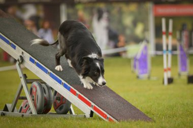 Köpek çeviklik testere ile koşuyor. Çeviklik konusunda inanılmaz bir köpek..