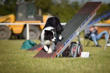 Köpek çeviklik testere ile koşuyor. Çeviklik konusunda inanılmaz bir köpek..