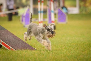 Köpek çeviklik testere ile koşuyor. Çeviklik konusunda inanılmaz bir köpek..
