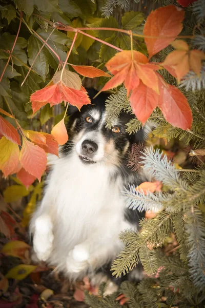 Herbstporträt Von Border Collie Blättern Ist Süß Den Blättern Hat — Stockfoto