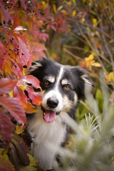 葉に国境線の秋の肖像画 彼は葉がとてもかわいい 素敵な顔をしてる — ストック写真