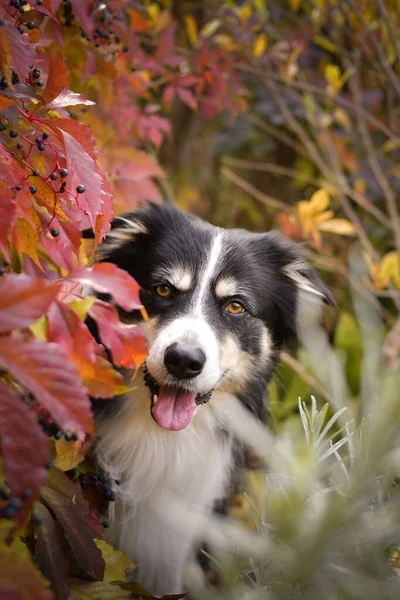 stock image Autumn portrait of border collie in leaves. He is so cute in the leaves. He has so lovely face.