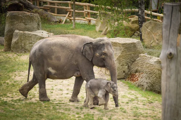 Indian elephants in the zoo habitat.  Baby elephant with its mother