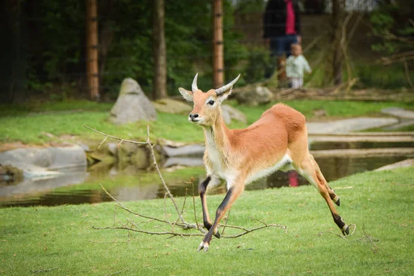 Antelope is running in the grass in the zoo near to the fence. They have not place for living.
