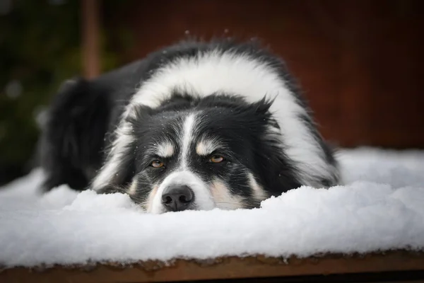 ボーダーコリーは雪の中に横たわっています 雪の中の冬の楽しみ — ストック写真
