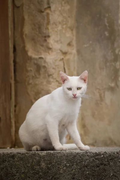Кошка Сидит Городе Хорватии Туристы Могут Погладить Бездомный Кот — стоковое фото