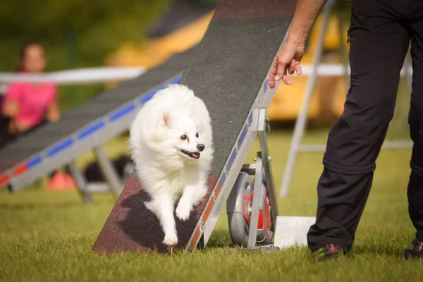 Köpek Çeviklik Testere Ile Koşuyor Çeviklik Konusunda Inanılmaz Bir Köpek — Stok fotoğraf