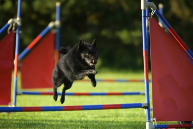 Köpek engellerin üzerinden atlıyor. Czech çeviklik özel eğitiminde harika bir gün.