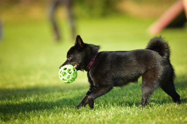 Köpek antrenman yapıyor. Dışarıda, çimlerin üzerinde oynuyorlar. O çok çılgın bir köpek..
