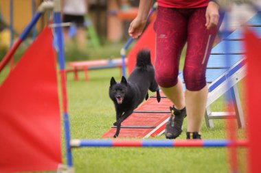 Çeviklik dengesinde bir köpek. Czech çeviklik yarışmasında harika bir gün. Ortanca uzmanlar. Anlamı A2..