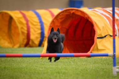Köpek engellerin üzerinden atlıyor. Czech çeviklik özel eğitiminde harika bir gün.