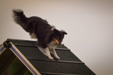 Dog, is running on agility A frame. Amazing evening, Hurdle having private agility training for a sports competition