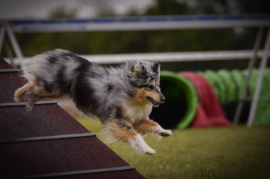 Köpek, çeviklik A çerçevesinde çalışıyor. Harika bir akşam, Engel bir spor müsabakası için özel çeviklik eğitimi alıyor.