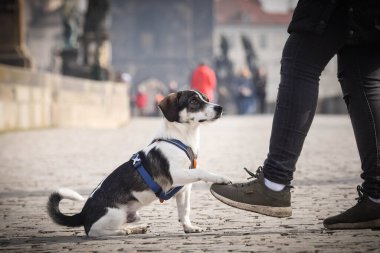 Köpek şehir merkezinde oturuyor. Prag 'ın merkezinde. Çok sabırlı bir model..