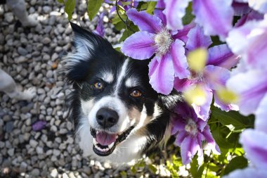 Smiling border collie in flowers. Adult border collie is in flowers in garden. He has so funny face. clipart