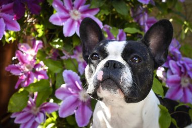 Fransız buldogu çiçeklerin içinde oturuyor. Yetişkin sınır köpeği bahçedeki çiçeklerde. Çok komik bir yüzü var..