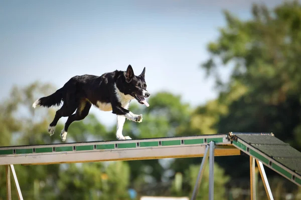 Perro Viga Equilibrio Agilidad Increíble Día Competencia Agilidad Checa Son —  Fotos de Stock