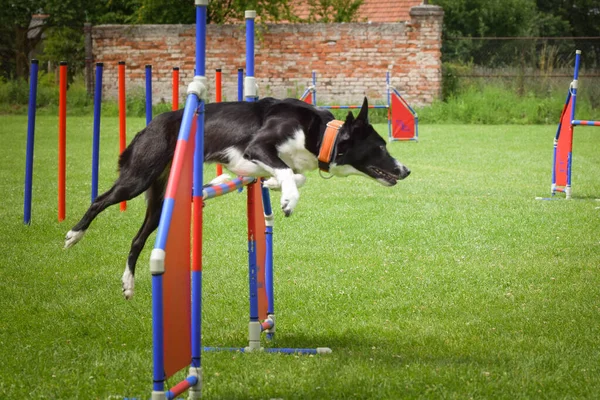 Dog is jumping over the hurdles.  Amazing day on czech agility privat training