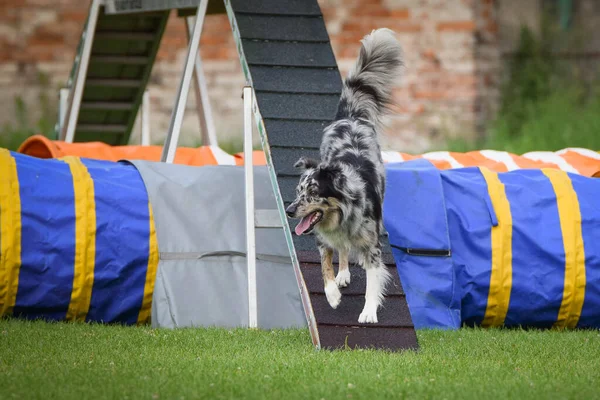 Dog in agility balance beam. Amazing day on Czech agility competition. They are middle expert it means A2.