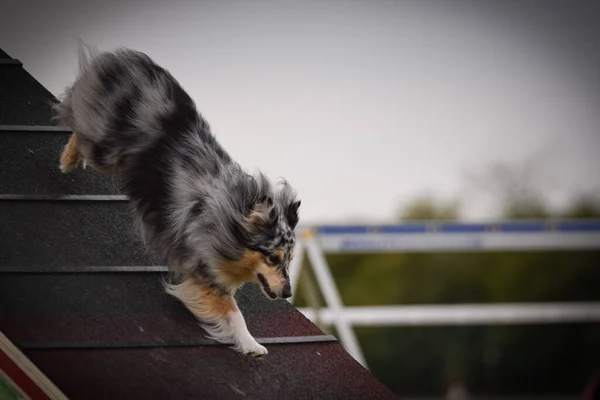 Dog Draait Agility Frame Geweldige Avond Hurdle Met Een Privé — Stockfoto