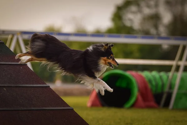 Dog Running Agility Frame Amazing Evening Hurdle Having Private Agility — Foto de Stock