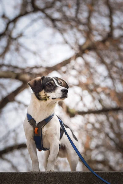 stock image Dog is standing in city center on the top of stairs. She is in center of Prague. She is so patient model.