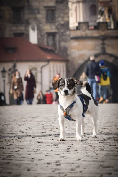 Perro Está Parado Puente Estaba Centro Praga Ella Tan Paciente — Foto de Stock