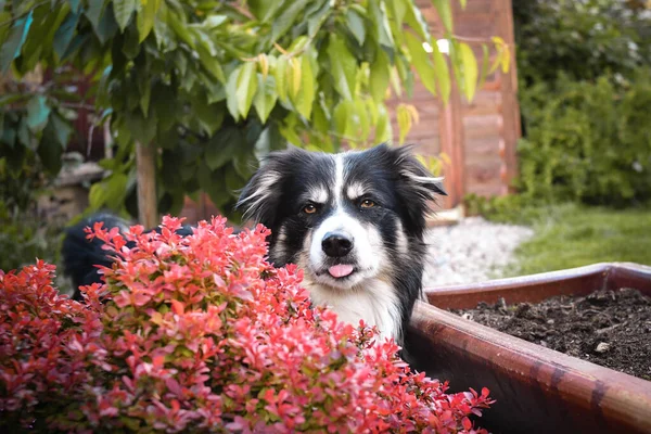 Smiling border collie in flowers. Adult border collie is in flowers in garden. He has so funny face.
