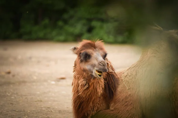 Голова Верблюда Зоопарку Коричнева Пухнаста Голова Дивовижних Тварин — стокове фото