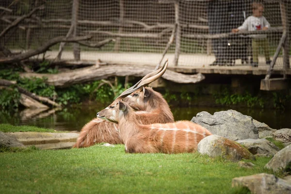 Afrika Antilopları Çitin Yanındaki Hayvanat Bahçesinde Yatıyor Yaşayacak Yerleri Yok — Stok fotoğraf