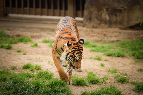 Tigre Asiático Hábitat Del Zoológico Está Esperando Cuidador Animales — Foto de Stock