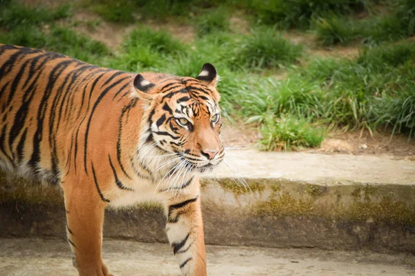 Asya Kaplanı Hayvanat Bahçesine Gidiyor Hayvan Bakıcısını Bekliyor — Stok fotoğraf