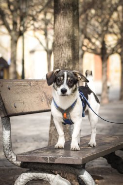 Köpek bankta duruyor. Köpek Prag 'da şehir merkezinde..