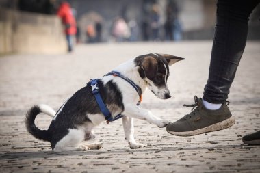 Köpek köprüde oturuyor. Prag 'ın merkezindeydi. Çok sabırlı bir model..