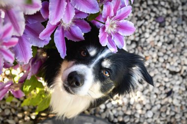 Gülümseyen çiçekli çoban köpeği. Yetişkin sınır köpeği bahçedeki çiçeklerde. Çok komik bir yüzü var..