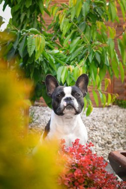 Fransız buldogu çiçeklerin içinde oturuyor. Yetişkin sınır köpeği bahçedeki çiçeklerde. Çok komik bir yüzü var..