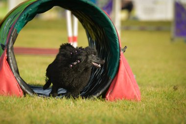 Köpek çeviklik tünelinde koşuyor. Harika bir akşam, Engel bir spor müsabakası için özel çeviklik eğitimi alıyor.