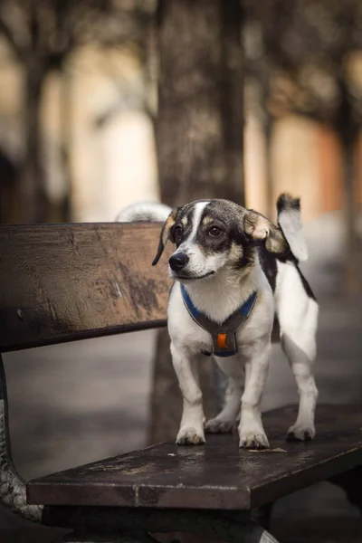犬はベンチに立っている 犬はプラハ市内中心部にあります — ストック写真