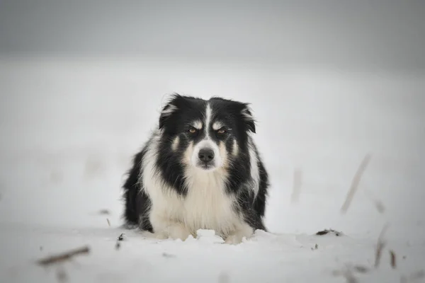 Border collie is laying through a garden in the snow. Winter fun in the snow.